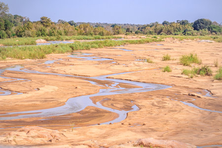 River flowing through Kruger National Park at sunset with a herd of African bush elephant (Loxodonta africana) drinking water, Kruger National Park, South Africaの写真素材