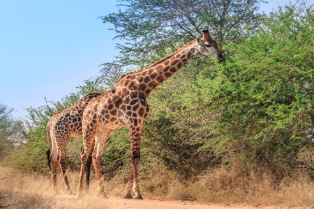 South African giraffe (Giraffa camelopardalis giraffa) grazing on beautiful green acacia trees, Kruger National Park, South Africaの写真素材