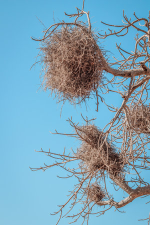 Weavers nests in a tree during the day, Kruger National Park, South Africaの写真素材
