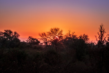 Travelling through a dry bushveld landscape covered in mopani and acacia trees at sunset, Kruger National Park, South Africaの写真素材
