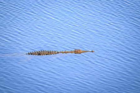 Nile crocodile (Crocodylus niloticus) swimming in the river, Kruger National Park, South Africaの写真素材