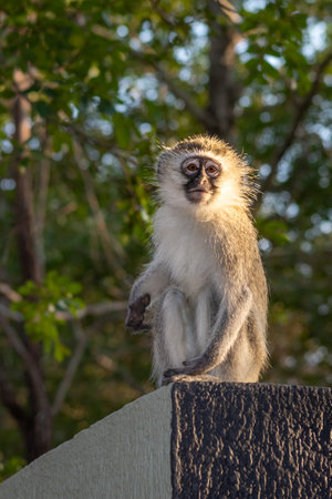 Vervet monkey (Chlorocebus pygerythrus) sitting in a tree, Kruger National Park, South Africaの写真素材