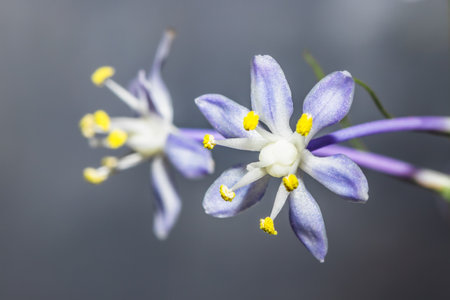 Wild squill flowers (Merwilla plumbea), Cape Town, South Africaの写真素材