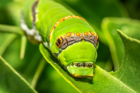 Green Citrus swallowtail caterpillar (Papilio demodocus), Cape Town, South Africa