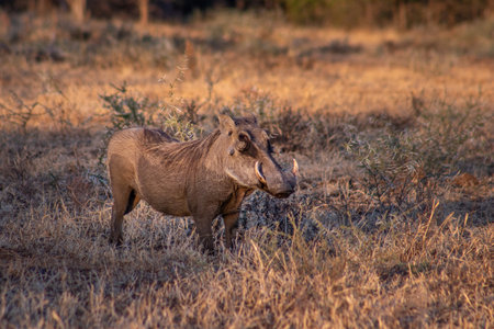 Common warthog (Phacochoerus africanus) grazing on beautiful green grass, Kruger National Park, South Africaの写真素材