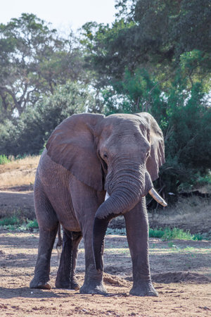 Dried up river bed with a herd of African bush elephant (Loxodonta africana) drinking water, Kruger National Park, South Africaの写真素材