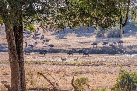 African Buffalo (Syncerus caffer) crossing aÂ  dry dusty hill surrounded by beautiful green bushes and trees, Kruger National Park, South Africaの写真素材