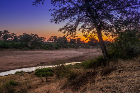 Travelling through a dry river bed landscape covered in acacia trees at sunset, Kruger National Park, South Africaの写真素材