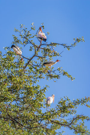 View of a yellow-billed stork (Mycteria ibis) sitting in a tree, Kruger National Park, South Africaの写真素材