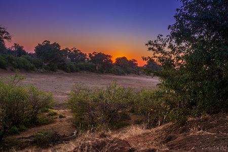 Travelling through a dry river bed landscape covered in acacia trees at sunset, Kruger National Park, South Africaの写真素材