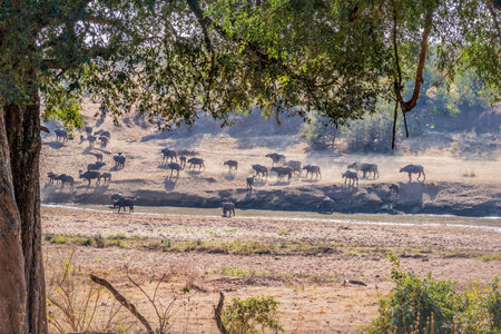 African Buffalo (Syncerus caffer) crossing aÂ  dry dusty hill surrounded by beautiful green bushes and trees, Kruger National Park, South Africaの写真素材