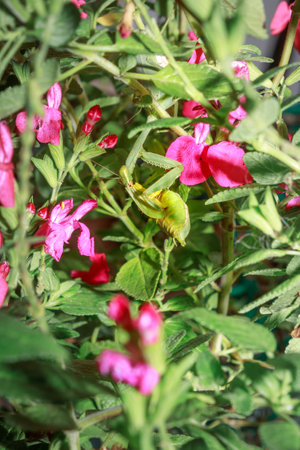 Pregnant Green female Praying Mantis eating another green praying mantis, Cape Town, South Africaの写真素材