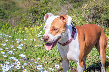 Brown and white Pitbull terrier dog playing in spring flower with Table Mountain in background, Cape...