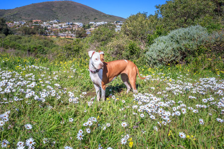 Brown and white Pitbull terrier dog playing in spring flower with Table Mountain in background, Cape Town, South Africaの写真素材