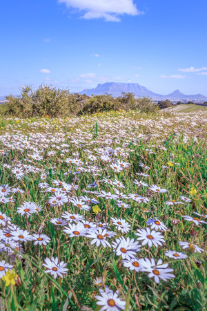 View of Cape Town and Table Mountain with brightly coloured spring flowers and green vegetation landscape, Cape Town, South Africaの写真素材