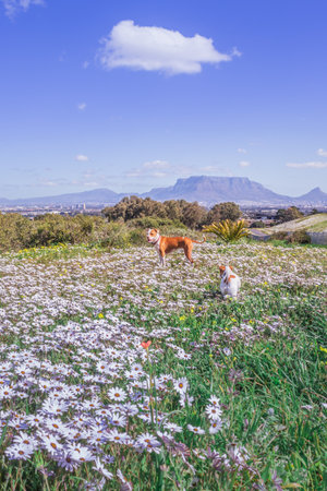 Brown and white Pitbull terrier and Jack Russell terrier dogs playing in spring flower with Table Mountain in background, Cape Town, South Africaの写真素材