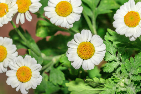 (Tanacetum parthenium) Feverfew white flowers during spring, Cape Town, South Africaの写真素材