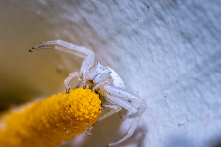 White flower crab spider (Thomisidae thomisus sp) sitting on a  arum lily flower (Zantedeschia aethiopica) during spring, Cape Town, South Africaの写真素材