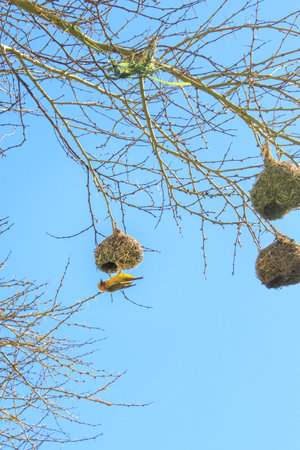 Male Weaver bird on a nest in a tree during the day, Kruger National Park, South Africaの写真素材