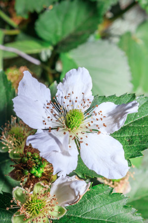 Blackberry flowers (Rubus fruticosus) blossomingの写真素材