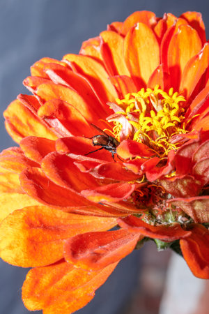 Orange zinnia flower close-up, macro photography, selective focus