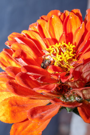 Beautiful orange zinnia flower in the garden, close up