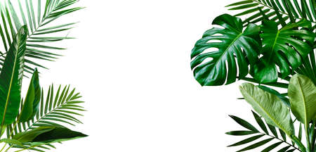 Product display with natural concept, tropical leaves on white background. Material for advertising and creativity.の写真素材