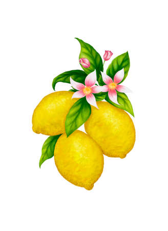 Lemon fruits whit flowers, drawn drawing. Lemons on white background.の写真素材