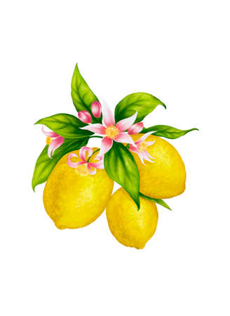Lemon fruits whit flowers, drawn drawing. Lemons on white background.の写真素材