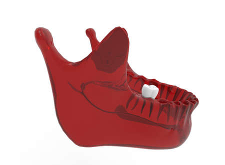 3d illustration of mandible with tooth. white background isolated. icon for game web.の写真素材