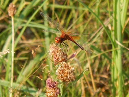 The red dragonfly sits on a cloverの写真素材