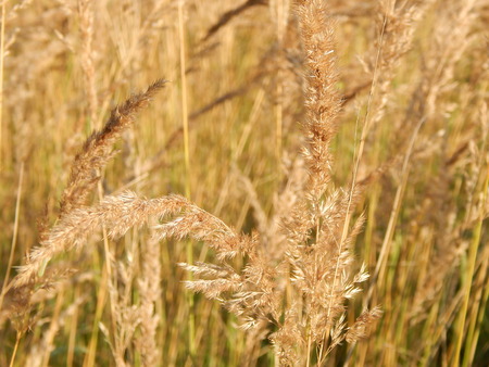 Meadow grass meadow in sun beamsの写真素材