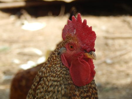 Closeup of a rooster in profileの写真素材