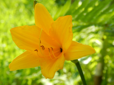Yellow flower on a sunny overflowの写真素材
