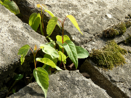 Sprout tree sprouted among concreteの写真素材