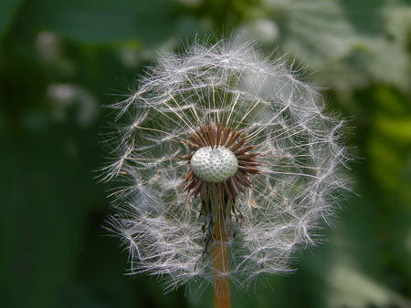 fluffy dandelionの写真素材