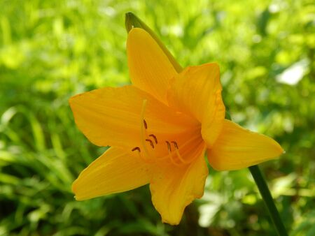 Summer yellow flowerの写真素材