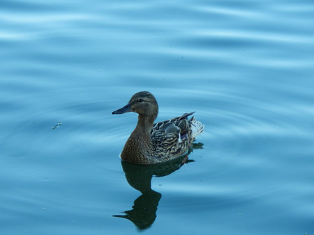 Duck in the water close upの写真素材