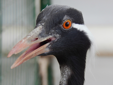Close-up of a storkの写真素材