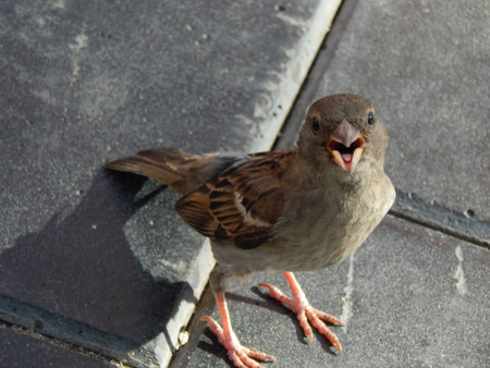 sparrow with open beak