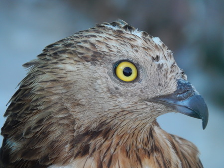 Look falconの写真素材