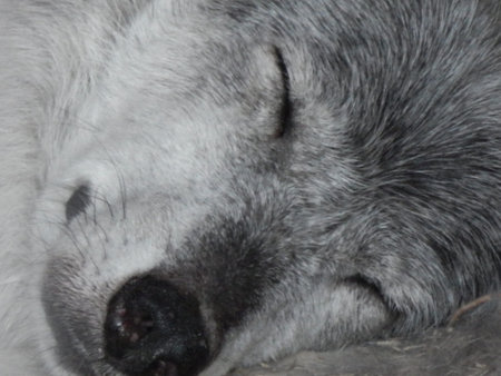 grey wolfの写真素材