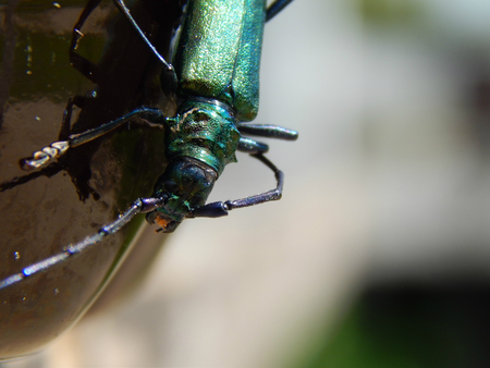 Beetle licks water bottleの写真素材