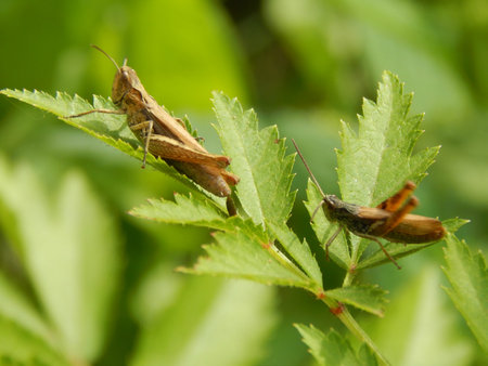 Two green grasshopper
