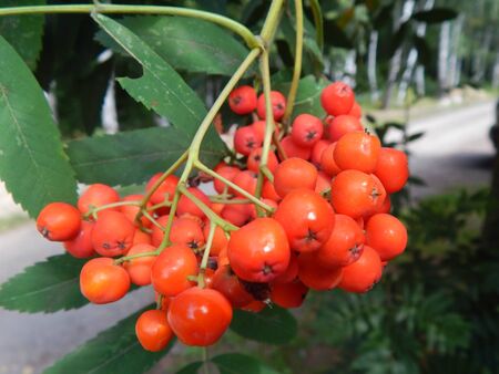 red rowanの写真素材