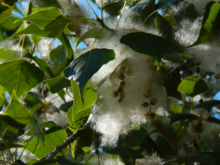 Poplar fluff on branchの写真素材