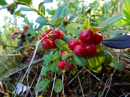 Forest cranberriesの写真素材