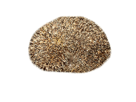 Forest hedgehog on a white backgroundの写真素材