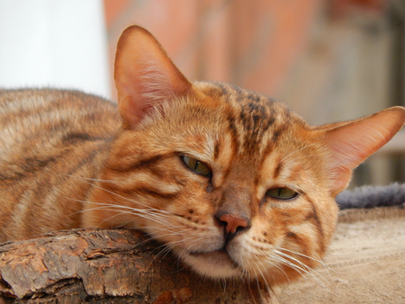 bengalの写真素材