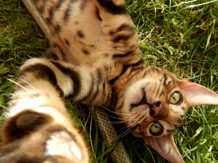 Bengal kitten playingの写真素材